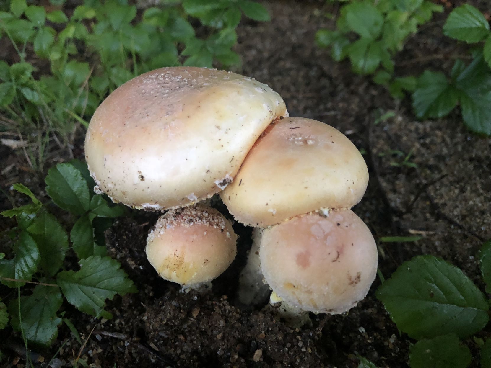 Mushroom boom